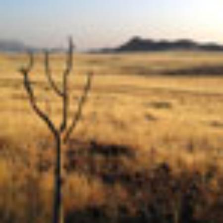 Lisa's Fried Chicken